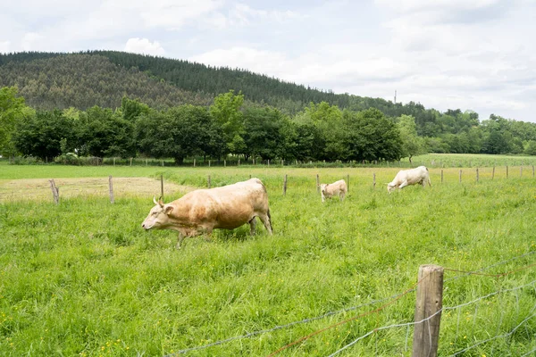 在巴斯克地区阳光灿烂的山谷里走来走去的奶牛 西班牙 — 图库照片