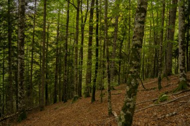 forest landscape in autumn in Irati, Navarre, Spain. High quality photo