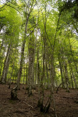 forest landscape in autumn in Irati, Navarre, Spain. High quality photo