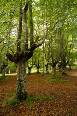 landscape view of a green forest in Urkiola Natural Park in the Basque Country, Spain. High quality photo