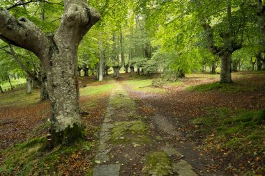 landscape view of a green forest in Urkiola Natural Park in the Basque Country, Spain. High quality photo