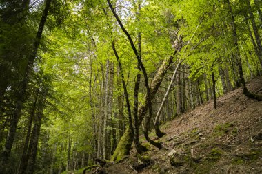 forest landscape in autumn in Irati, Navarre, Spain. High quality photo