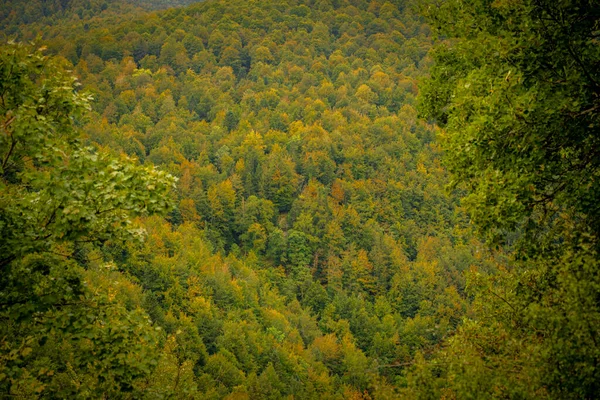 Forest Landscape Autumn Irati Navarre Spain High Quality Photo — Stock fotografie