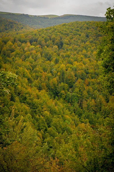 Forest Landscape Autumn Irati Navarre Spain High Quality Photo —  Fotos de Stock