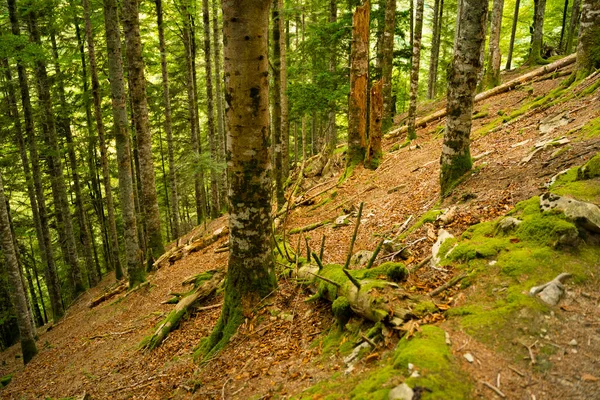 forest landscape in autumn in Irati, Navarre, Spain. High quality photo