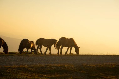 group of horses pacing in the mountains at sunset. High quality photo