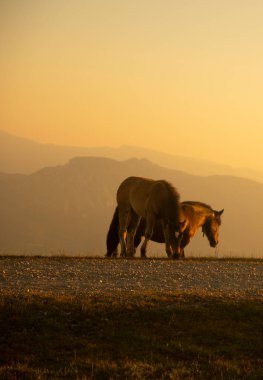 group of horses pacing in the mountains at sunset. High quality photo