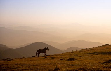 horse pacing peacefully in the mountains at sunset. High quality photo