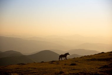 horse pacing peacefully in the mountains at sunset. High quality photo