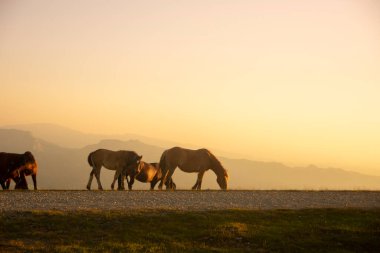 group of horses pacing in the mountains at sunset. High quality photo