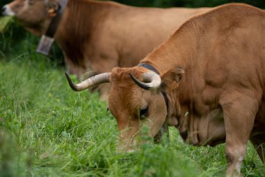 cows pacing in the grass in the green valleys of the Basque Country, Spain. High quality photo