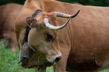 cows pacing in the grass in the green valleys of the Basque Country, Spain. High quality photo