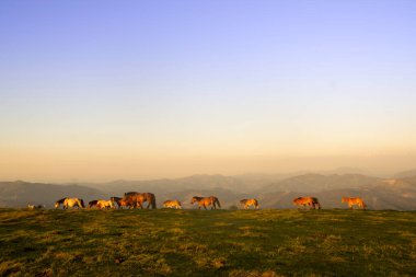 group of horses pacing in the mountains at sunset. High quality photo
