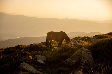 horse pacing peacefully in the mountains at sunset. High quality photo