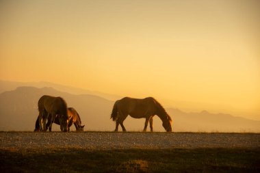 group of horses pacing in the mountains at sunset. High quality photo