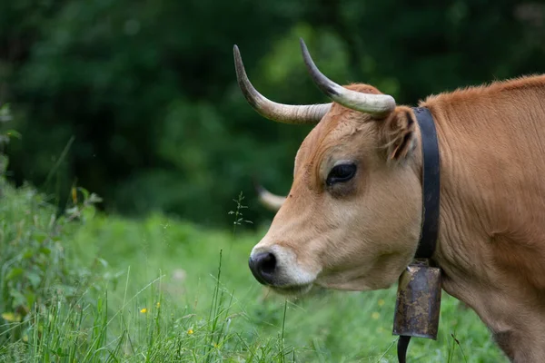 cows pacing in the grass in the green valleys of the Basque Country, Spain. High quality photo