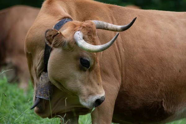 cows pacing in the grass in the green valleys of the Basque Country, Spain. High quality photo