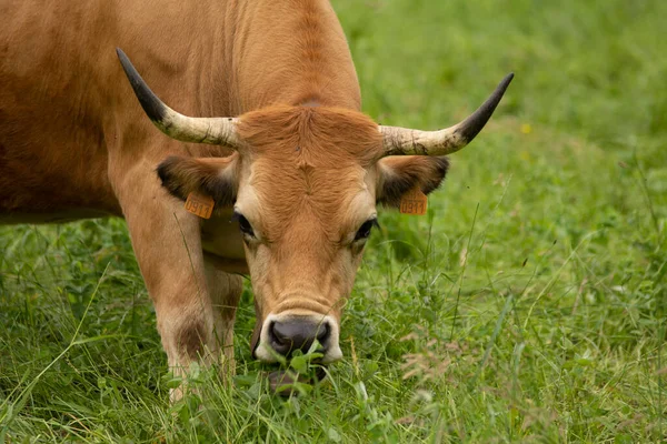 cows pacing in the grass in the green valleys of the Basque Country, Spain. High quality photo