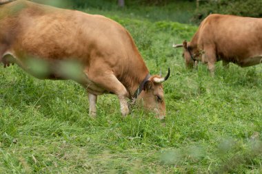 cows pacing in the grass in the green valleys of the Basque Country, Spain. High quality photo