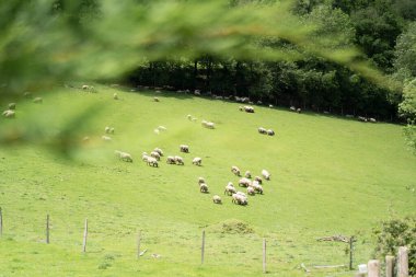 sheeps pacing in the green fields of the basque coountry, spain. High quality photo