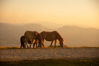 group of horses pacing in the mountains at sunset. High quality photo