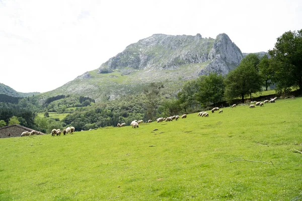 Sheeps Pacing Green Fields Basque Coountry Spain High Quality Photo — ストック写真