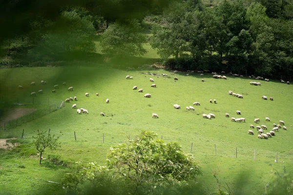 Вівці Ходять Зелених Полях Баскської Кантрі Іспанія Високоякісна Фотографія — стокове фото