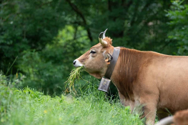 cows pacing in the grass in the green valleys of the Basque Country, Spain. High quality photo
