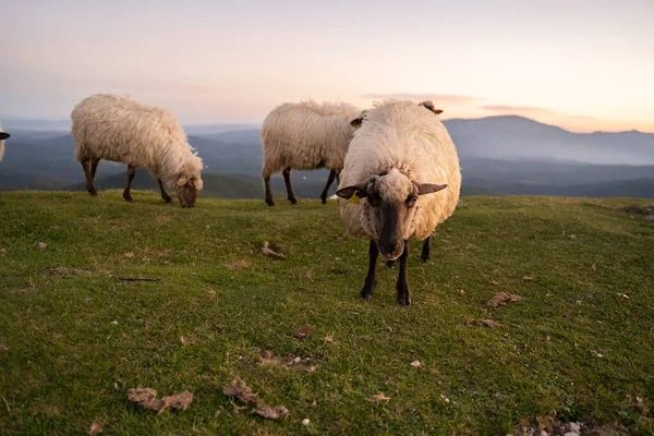 Sheeps Pacing Green Fields Basque Country Sunset High Quality Photo — Φωτογραφία Αρχείου