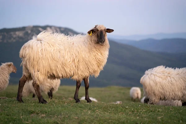 Sheeps Pacing Green Fields Basque Country Sunset High Quality Photo — 스톡 사진