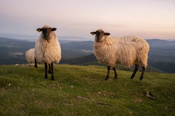 Sheeps Pacing Green Fields Basque Country Sunset High Quality Photo — Φωτογραφία Αρχείου