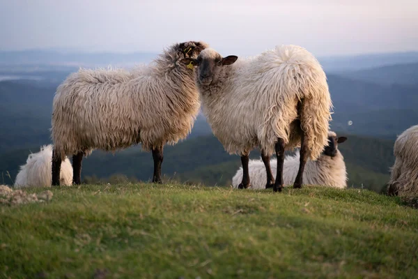 Sheeps Pacing Green Fields Basque Country Sunset High Quality Photo — Stockfoto
