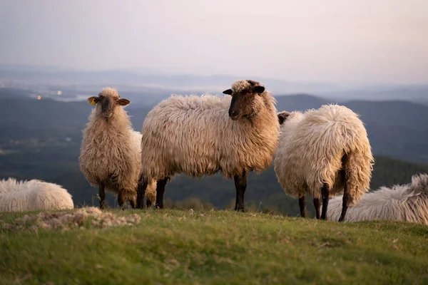 Sheeps Pacing Green Fields Basque Country Sunset High Quality Photo — стоковое фото