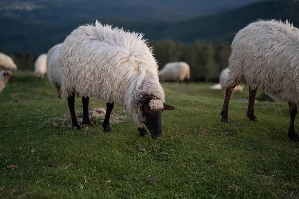 Sheeps Pacing Green Fields Basque Country Sunset High Quality Photo — Stockfoto