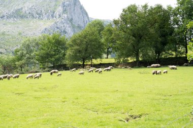 sheeps pacing in the green fields of the basque coountry, spain. High quality photo