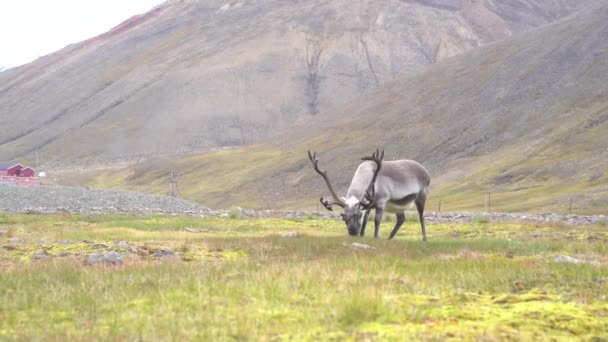 Spitssnuitrendieren Eten Gras Een Groen Veld Longyearbyen Noorwegen Hoge Kwaliteit — Stockvideo