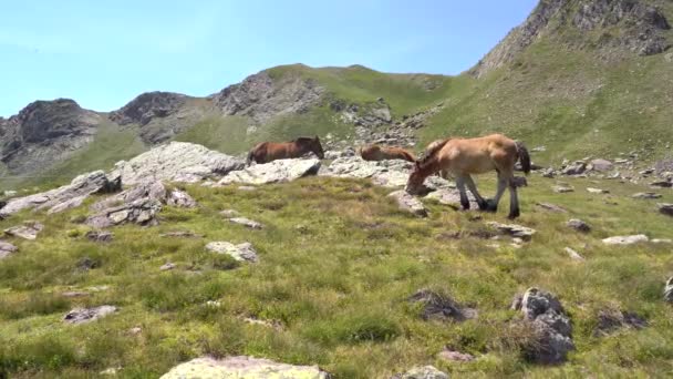 Άλογα Που Περπατούν Ελεύθερα Στα Βουνά Των Πυρηναίων Μια Ηλιόλουστη — Αρχείο Βίντεο