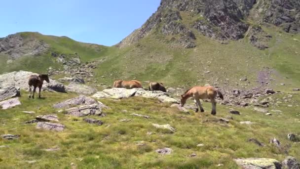 Pferde Die Einem Sonnigen Tag Den Pyrenäen Frei Herumlaufen Hochwertiges — Stockvideo