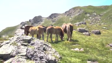 Atlar güneşli bir günde Pireneler 'in dağlarında özgürce volta atıyorlar. Yüksek kalite 4k görüntü