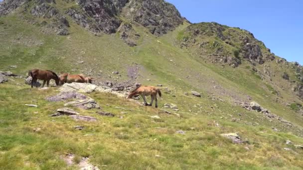 馬は晴れた日にピレネー山脈で無料でペース 高品質4K映像 — ストック動画