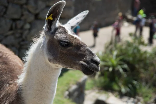 Llama Pacing Freely Machu Picchu Archaeological Complex High Quality Photo — Stock Photo, Image