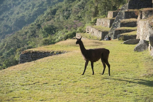 Llama Caminando Libremente Complejo Arqueológico Machu Picchu Foto Alta Calidad — Foto de Stock