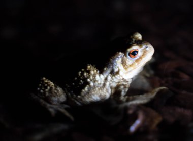 Geceleri bir deredeki kurbağaya yaklaşmak. Yüksek kalite fotoğraf