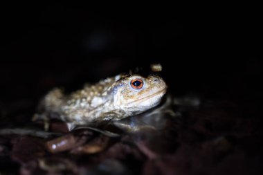 Geceleri bir deredeki kurbağaya yaklaşmak. Yüksek kalite fotoğraf
