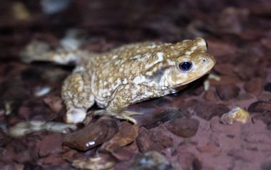 Geceleri bir deredeki kurbağaya yaklaşmak. Yüksek kalite fotoğraf