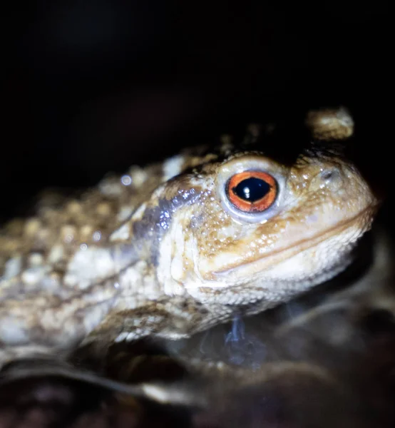 Perto Sapo Comum Num Riacho Noite Foto Alta Qualidade — Fotografia de Stock