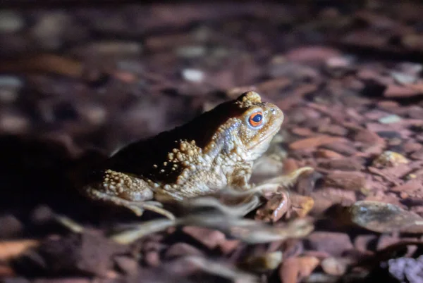 Close Common Toad Creek Night High Quality Photo — Stock Photo, Image