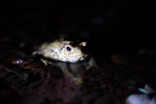 Primo Piano Rospo Comune Torrente Notte Foto Alta Qualità — Foto Stock