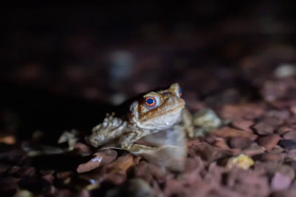 Geceleri Bir Deredeki Kurbağaya Yaklaşmak Yüksek Kalite Fotoğraf — Stok fotoğraf