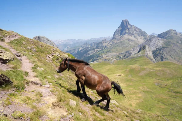 馬はピレネー山脈の緑の丘を歩いている 高品質の写真 — ストック写真
